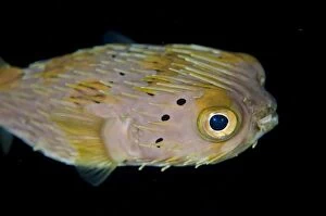 Images Dated 1st November 2014: Balloonfish on night dive TK1 dive site, Lembeh