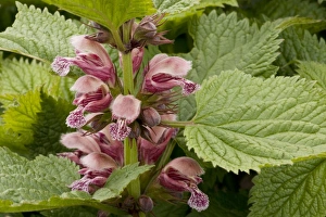 Images Dated 16th May 2006: Balm-leaved archangel (Lamium orvala), eastern Europe