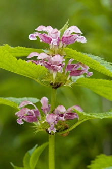 Images Dated 13th May 2007: Balm-leaved Archangel (Lamium orvala), Italian Alps