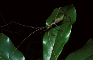 Balsam Beast - a katydid, nymph Balsam Beast - a katydid, nymph