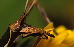 Balsam Beast - showing unusual prognathous mouthparts used in probing for nectar and pollen