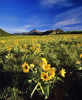 Images Dated 31st August 2006: Balsamroot along the Rocky Mountain Front
