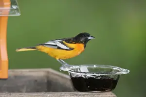 Hamden Prints: Baltimore Oriliole - male, eating grape jelly Hamden, Connecticut