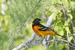 Images Dated 17th April 2012: Baltimore Oriole