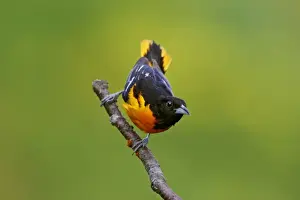 Baltimore Oriole