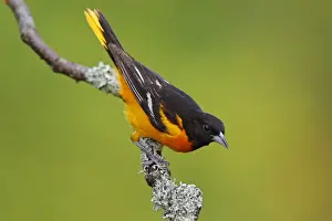 Oriole Prints: Baltimore Oriole