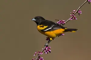 Oriole Prints: Baltimore Oriole