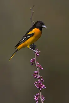 Oriole Prints: Baltimore Oriole