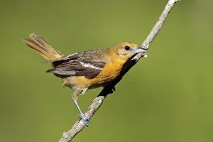 Baltimore Oriole - adult female in late spring