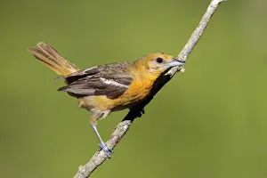 Baltimore Prints: Baltimore Oriole - adult female in late spring. June in Connecticut, USA
