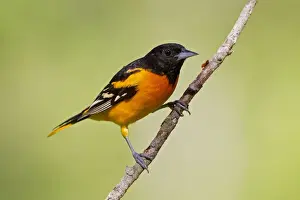 Baltimore Prints: Baltimore Oriole - adult male in late spring. June in Connecticut, USA
