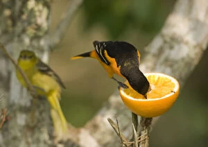 Baltimore Oriole feeding on orange, (male)
