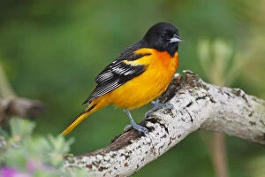 Baltimore Oriole foraging during migration