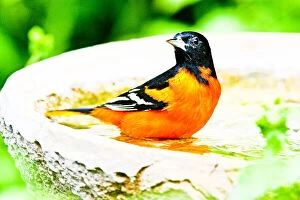 Images Dated 26th May 2009: Baltimore Oriole (Icterus galbula) male