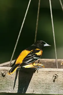 Oriole Prints: Baltimore Oriole - male eating orange