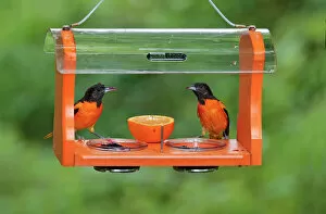 Bird Gallery: Baltimore Oriole - males feeding at jelly and fruit feeder