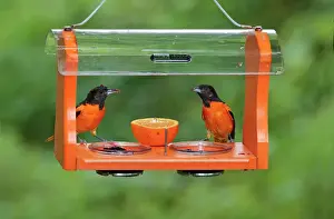 Baltimore Prints: Baltimore Oriole - males feeding at jelly and fruit feeder - June in Connecticut, USA