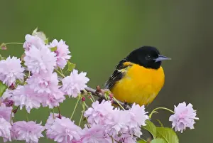 Oriole Prints: Baltimore Oriole / Northern Oriole - Male North America. _A2A2667