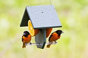 Images Dated 28th April 2011: Baltimore Orioles - two adult males feeding