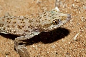 Baluch Ground Gecko