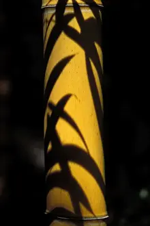 BAMBOO