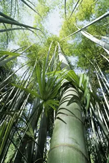 Stems Prints: Bamboo