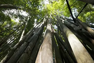 From Below Prints: Bamboo - Chiang Dao - Thailand - Northern Thailand