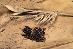 Images Dated 1st May 2007: Bamboo - dry flowers and seeds