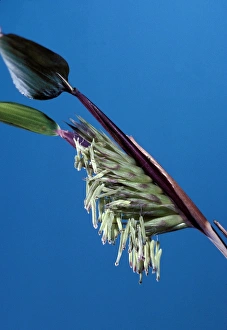 Images Dated 30th April 2007: Bamboo flowers