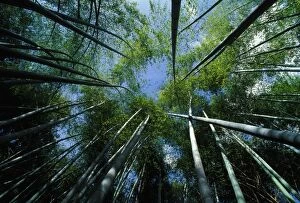 Images Dated 30th April 2007: Bamboo Forest - from below