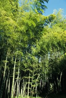 Images Dated 1st May 2007: Bamboo - forest