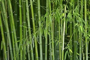Bamboo - forest with densely packed stipes with almost only the stipes visible