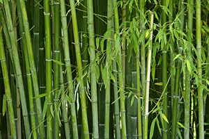 Images Dated 1st July 2007: Bamboo - forest with densely packed stipes with almost only the stipes visible