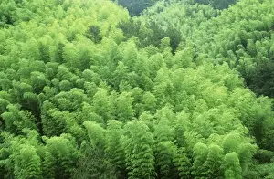 Bamboos Prints: Bamboo forest on the foothills of Mount Huangshan