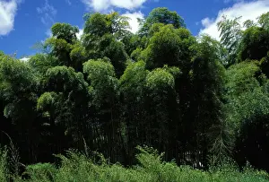 Bamboos Prints: Bamboo Forest - “La Bambouseraie”. Anduze, France