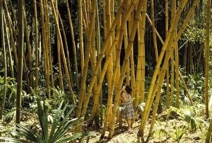 Bamboo Gallery: Bamboo Forest - with young girl in. Ҍa Bambouseraie