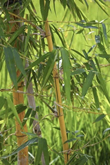 Botany Gallery: Bamboo, Giao Thien Commune, Red River Delta