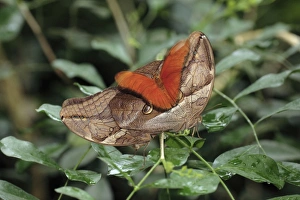Bamboo and Julia Heliconian butterfly (Dryas julia) - a Julia Heliconian butterfly landing on 2 mating Bamboo butterflies Bamboo and Julia Heliconian butterfly (Dryas julia) - a Julia Heliconian butterfly landing on 2 mating Bamboo butterflies