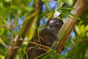 Madagascar Gallery: Bamboo lemur in the bamboo forest, Madagascar