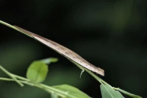 Bamboo / Purple Mort-Blue Butterfly - caterpillar on bamboo leaf stalk