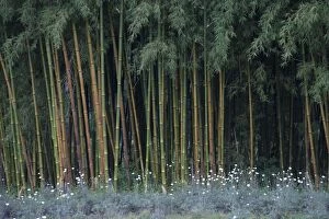 Images Dated 30th December 2010: Bamboo - and Pyrethrum Daisies