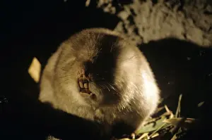 Bamboo Rat