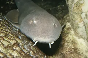 Bamboo Shark