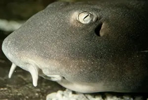 Bamboo Shark sp - Showing skin teeth dermal denticles
