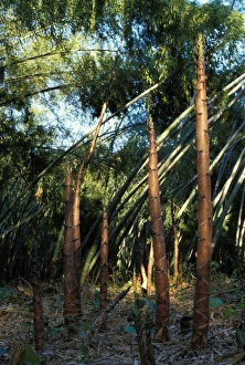 Images Dated 30th April 2007: Bamboo - shoots emerging from the ground