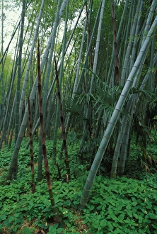 Images Dated 30th April 2007: Bamboo - shoots emerging from the ground. Native of China
