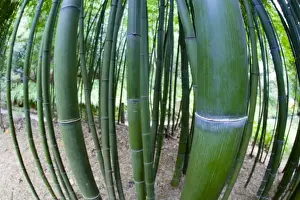 Fish Eye Prints: Bamboo stems - Trebah Garden - Cornwall