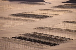 Images Dated 3rd July 2012: Bamboo sticks in the seaweed farm at sunrise