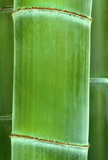 Images Dated 30th April 2007: Bamboo - detail of the stubble