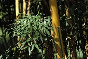 Images Dated 30th April 2007: Bamboo - Stubbles and foliage